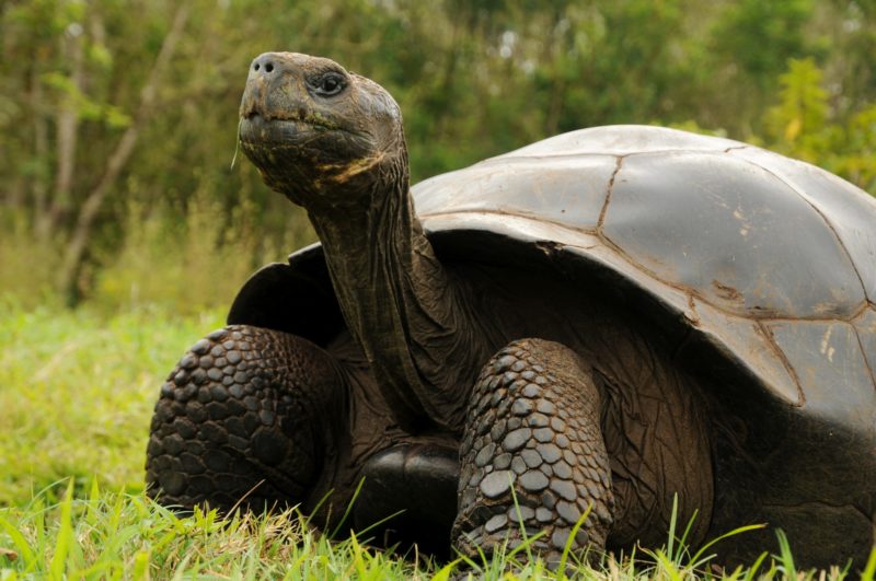 Human History of the Galapagos Islands - Ecuador & Galapagos Insiders