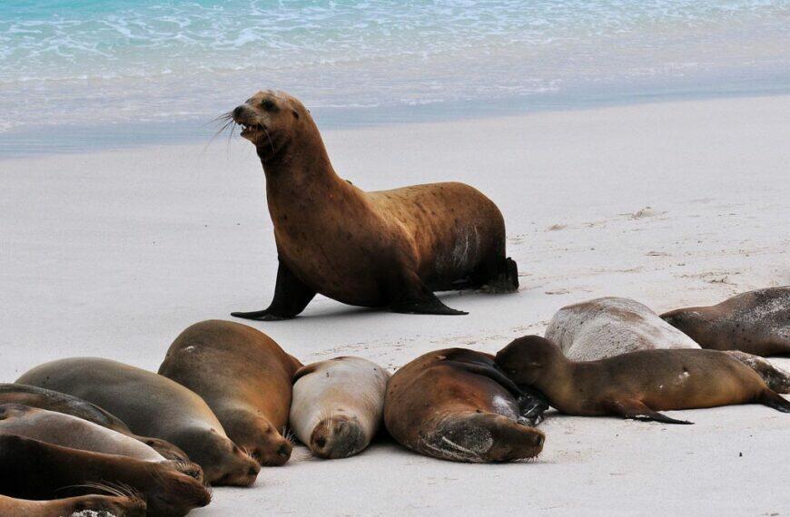 Galapagos Sea Lions at one of the Islands beach