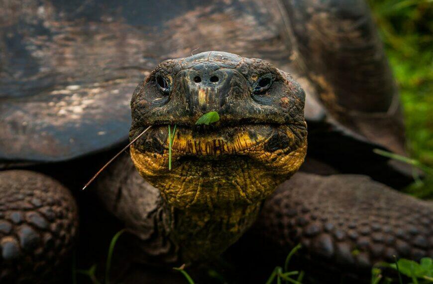 Galapagos Giant Turtles - Galapagos Trips budgeting