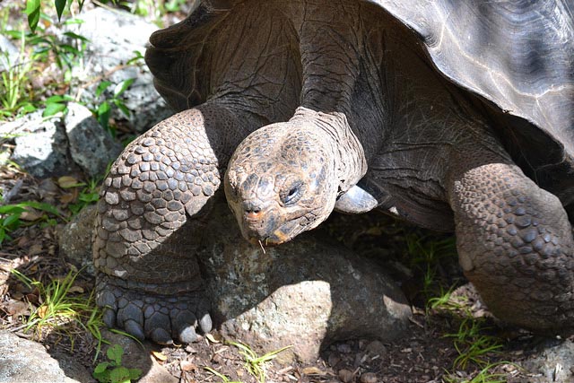 Galapagos Islands in May - Weather, Wildlife, Best Times to Go & Costs!