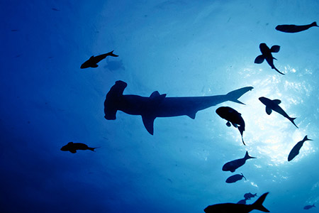 Hammerhead shark nursery discovered at Galapagos Islands