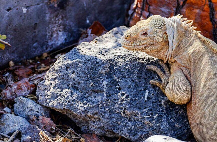 Santa Fe Island - Galapagos Cruises