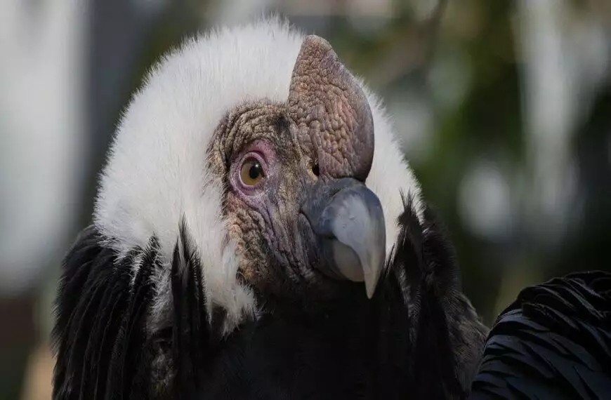 Where to See Condors in Ecuador