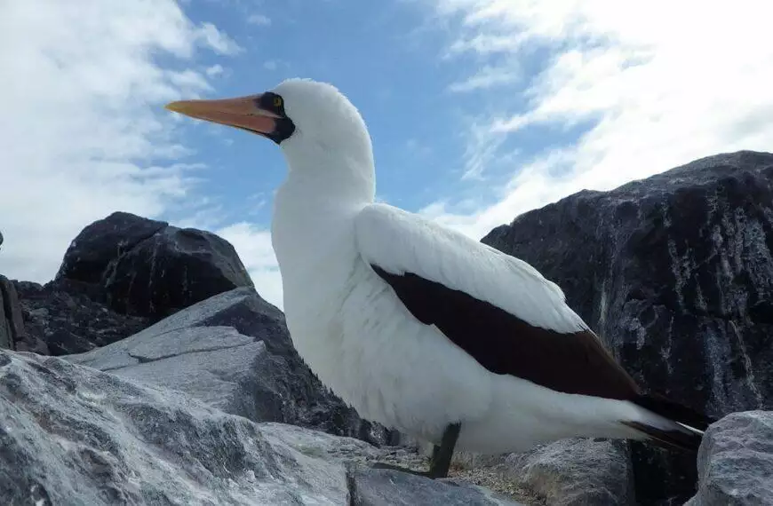 The Galapagos Nazca booby