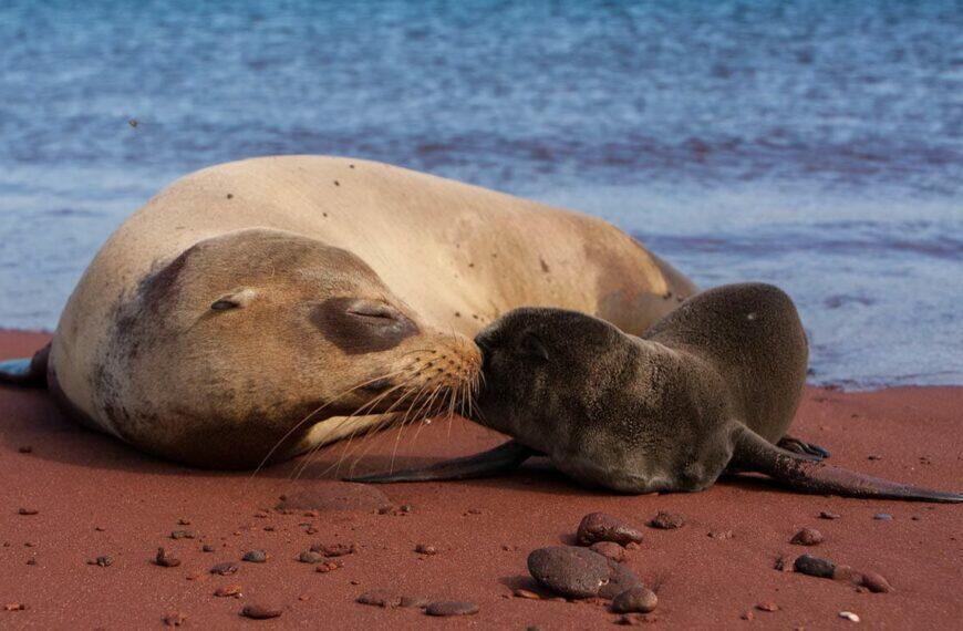 Best species of wildlife Galapagos