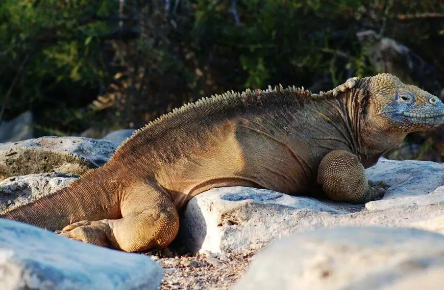 Galapagos cruises