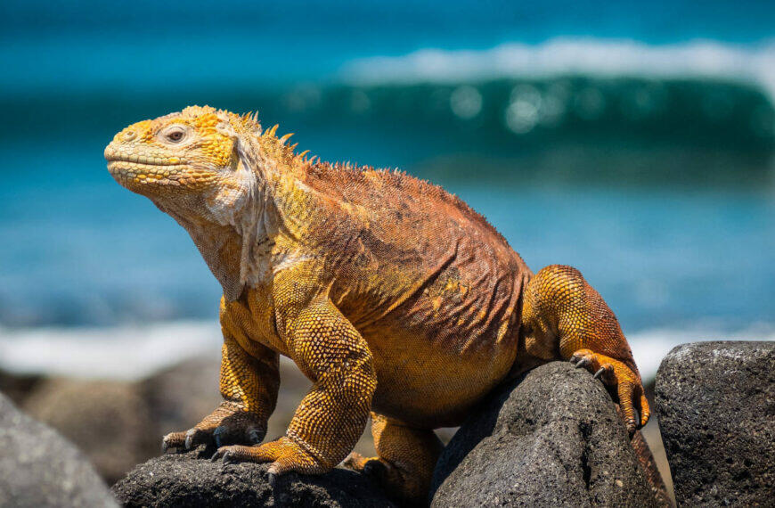 iguana on a rock in galapagos islands