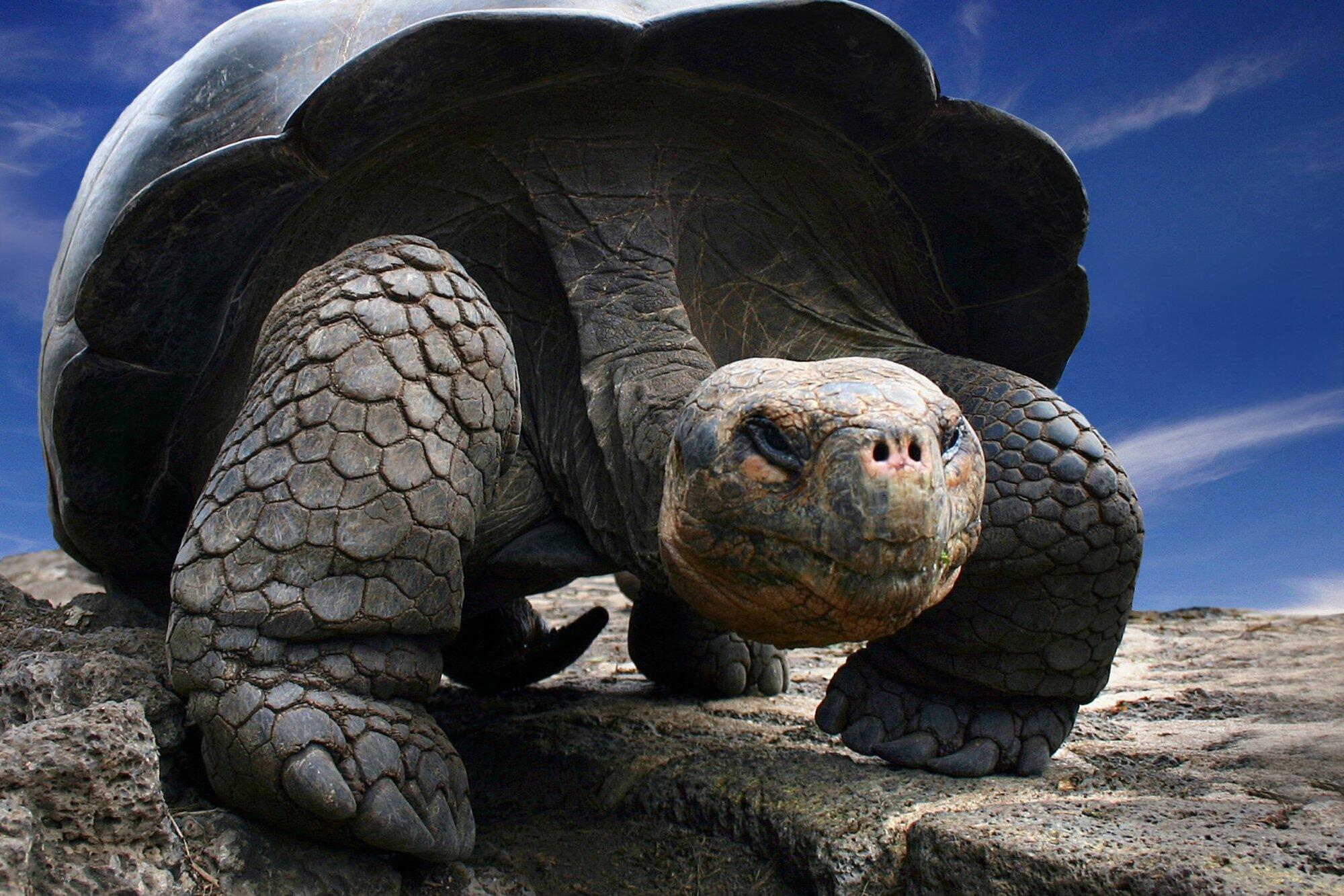 Galapagos Trips