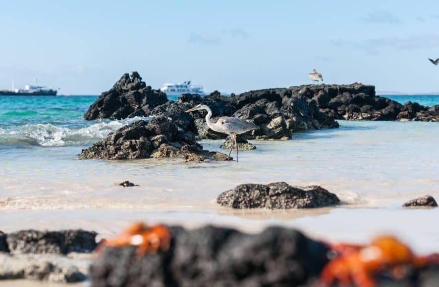 Galapagos cruises advice