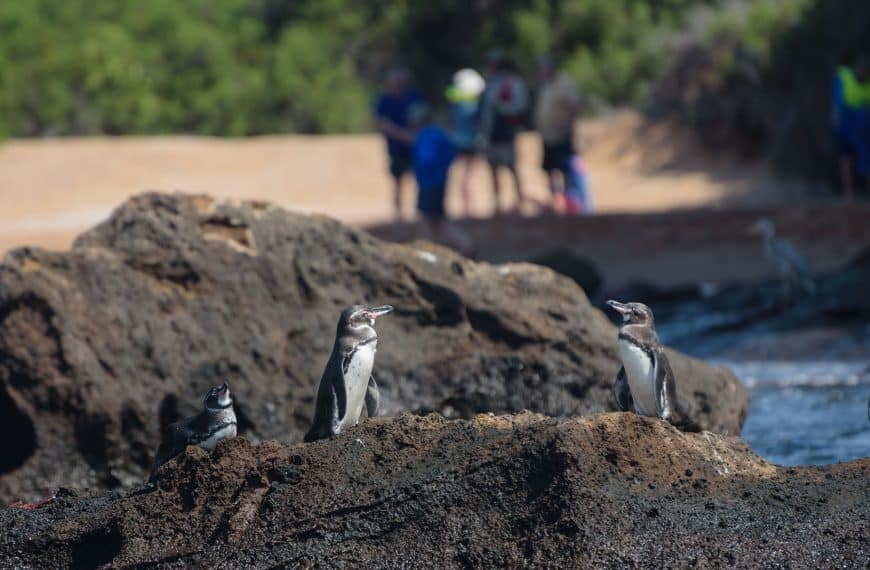 Galapagos penguins by observed by tourists with Cruises