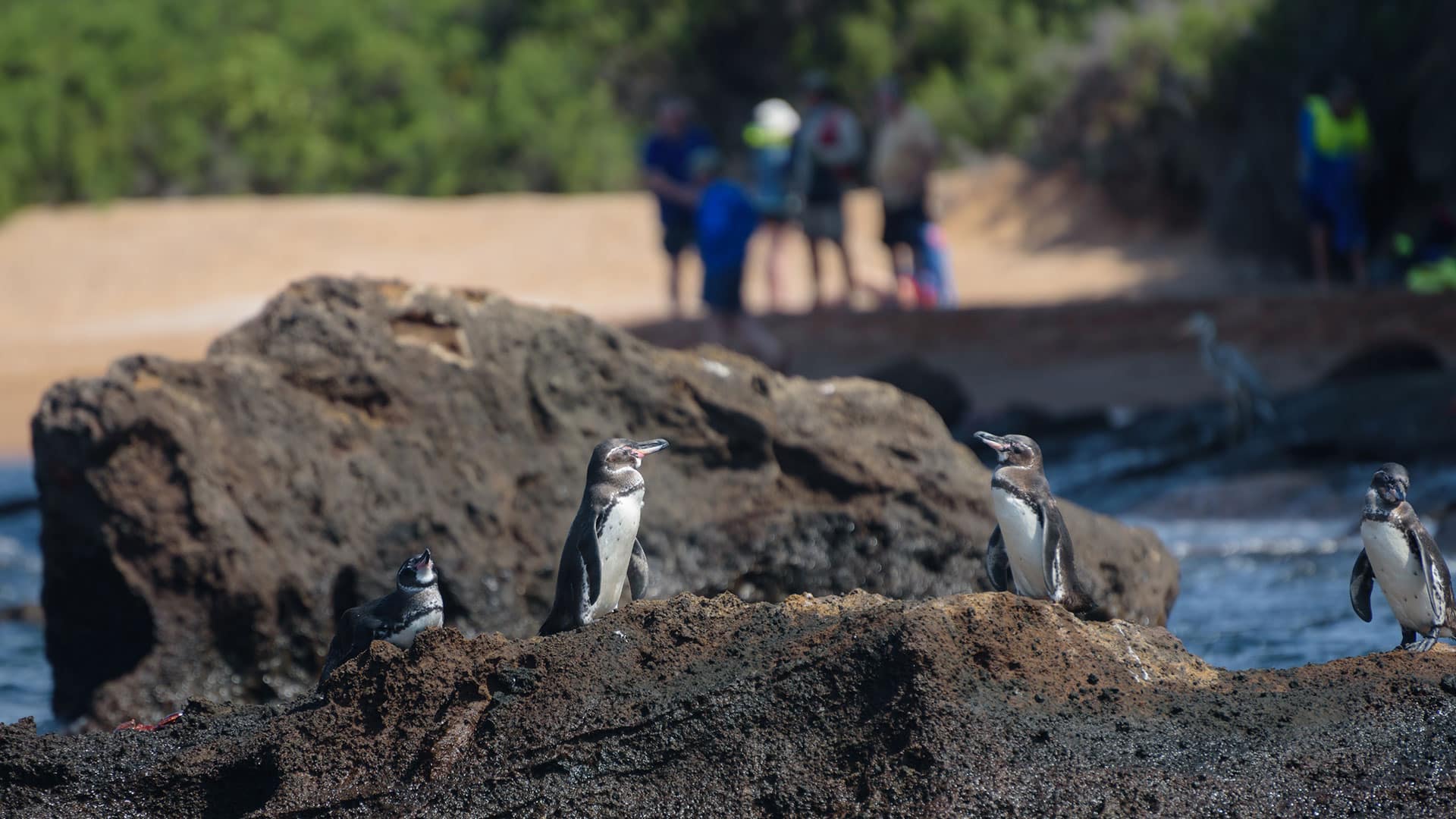 Galapagos penguins by observed by tourists with Cruises