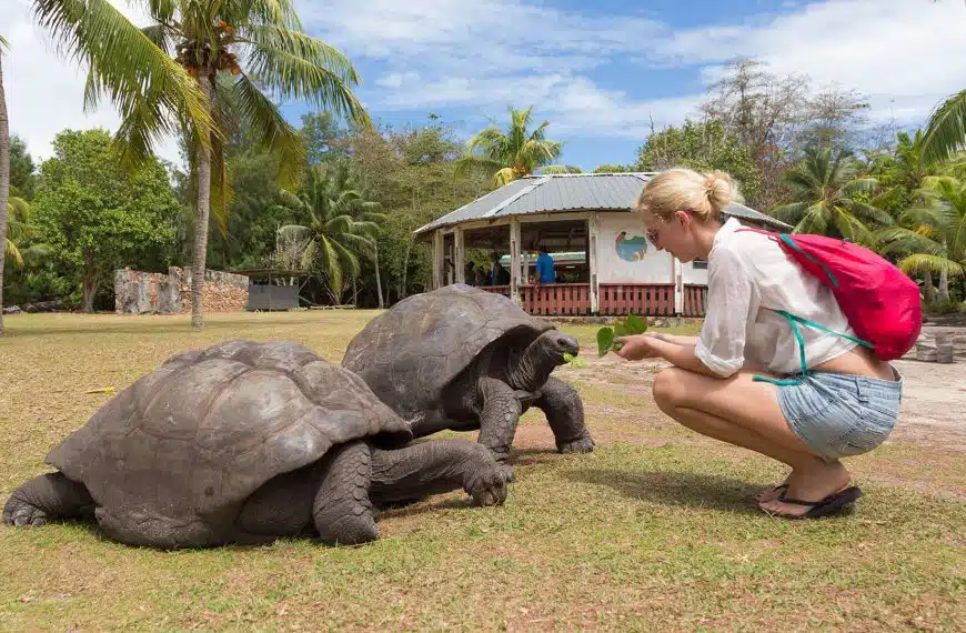 Galapagos tortoises and tourists