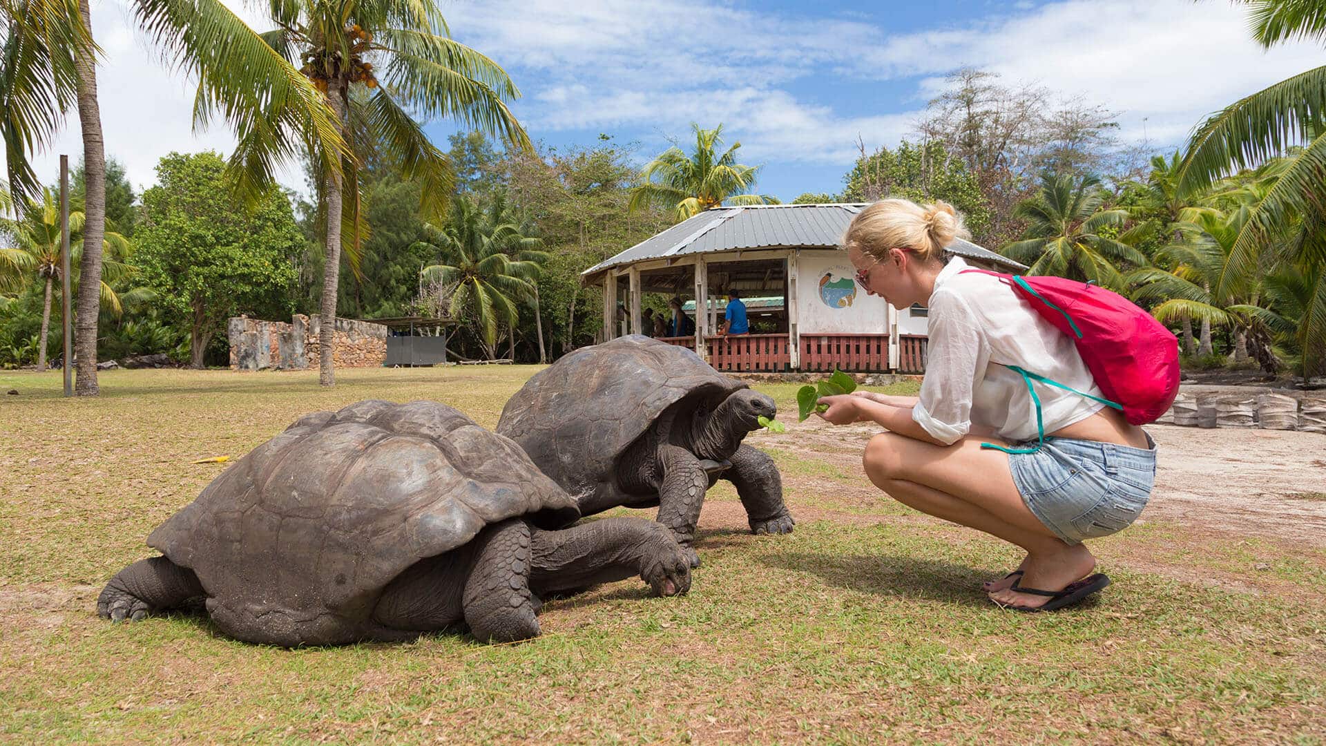 Galapagos tortoises and tourists