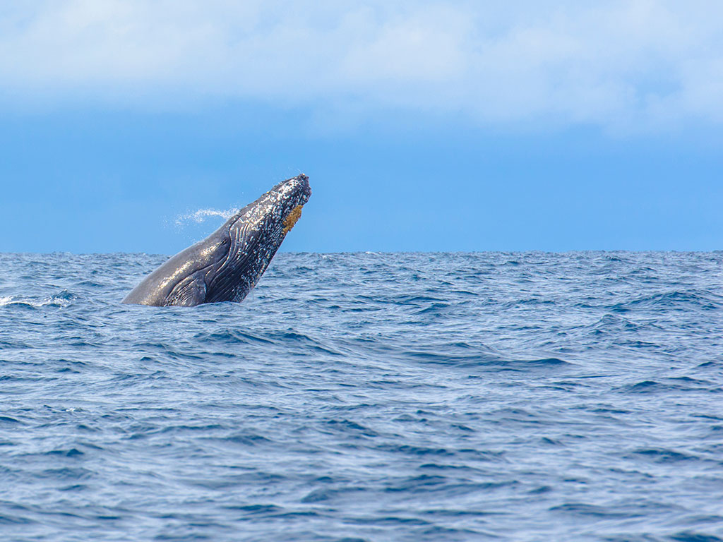 Galapagos islands cruises
