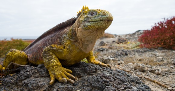 Galapagos reptile