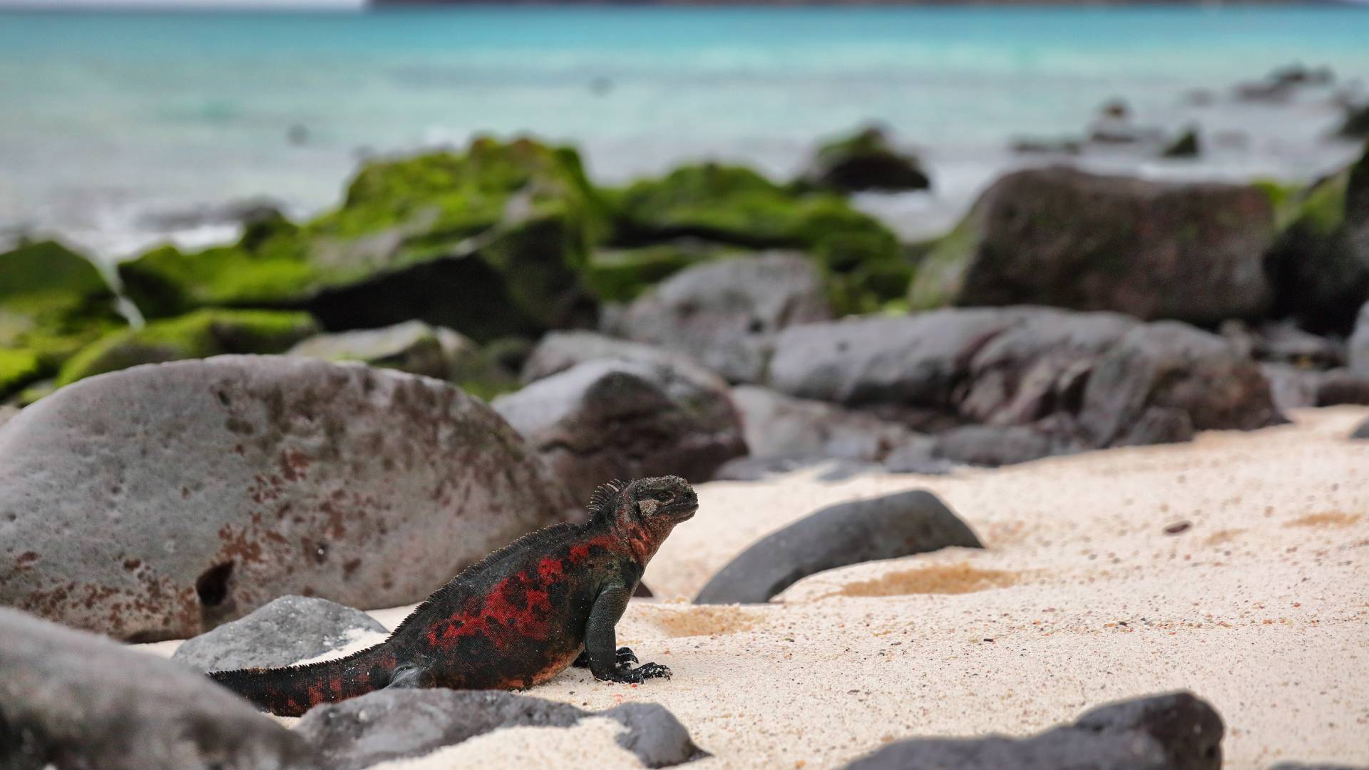 Galapagos visit