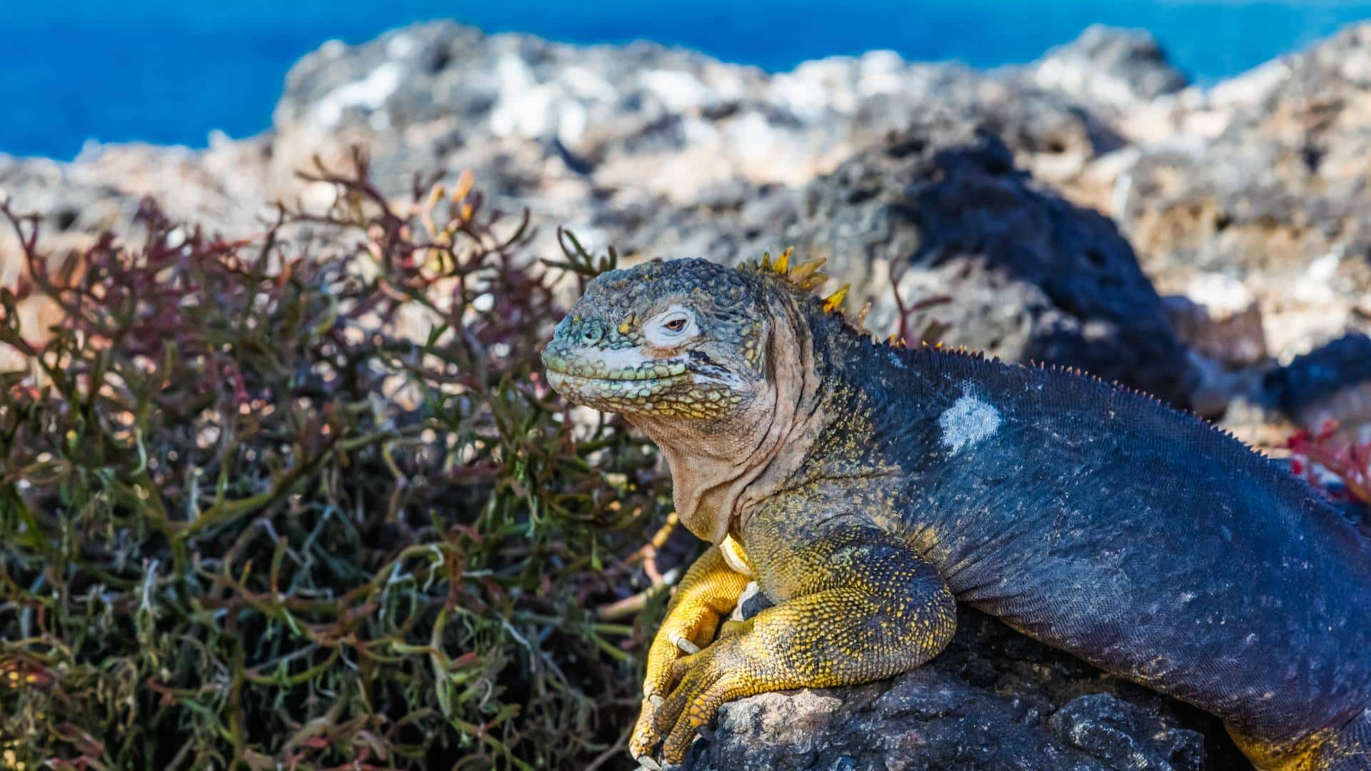 Galapagos Wildlife holidays