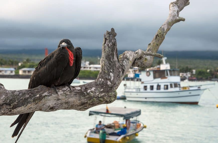 Galapagos Islands Families