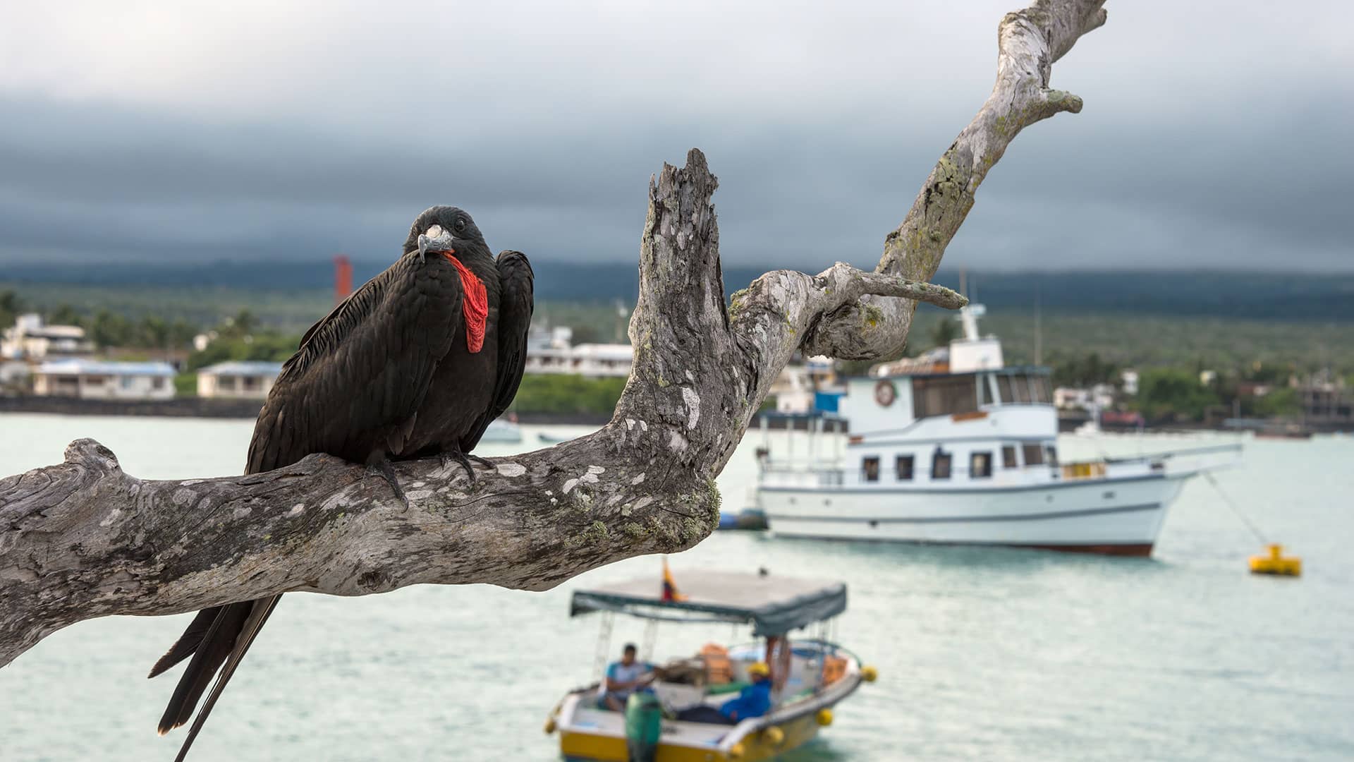 Galapagos Islands Families