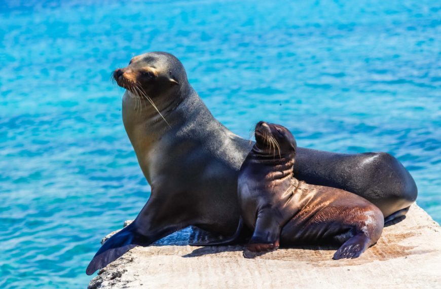 Galapagos Islands Trips October