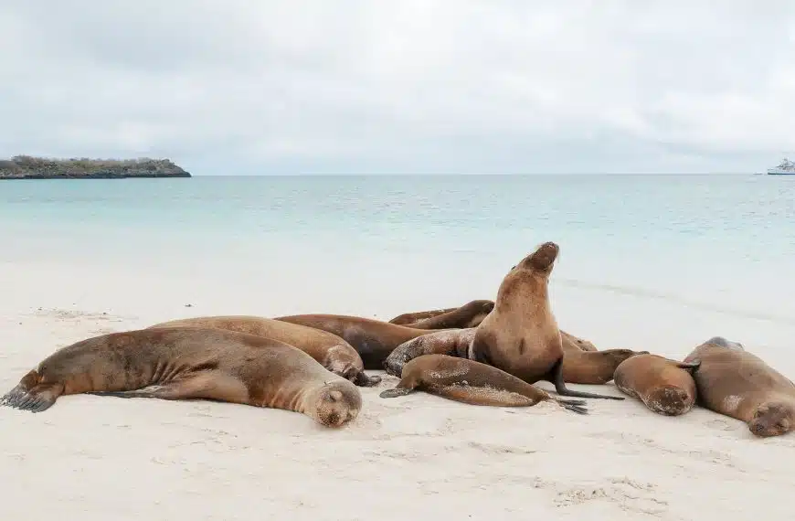 Sea lions wildlife in Galapagos tours