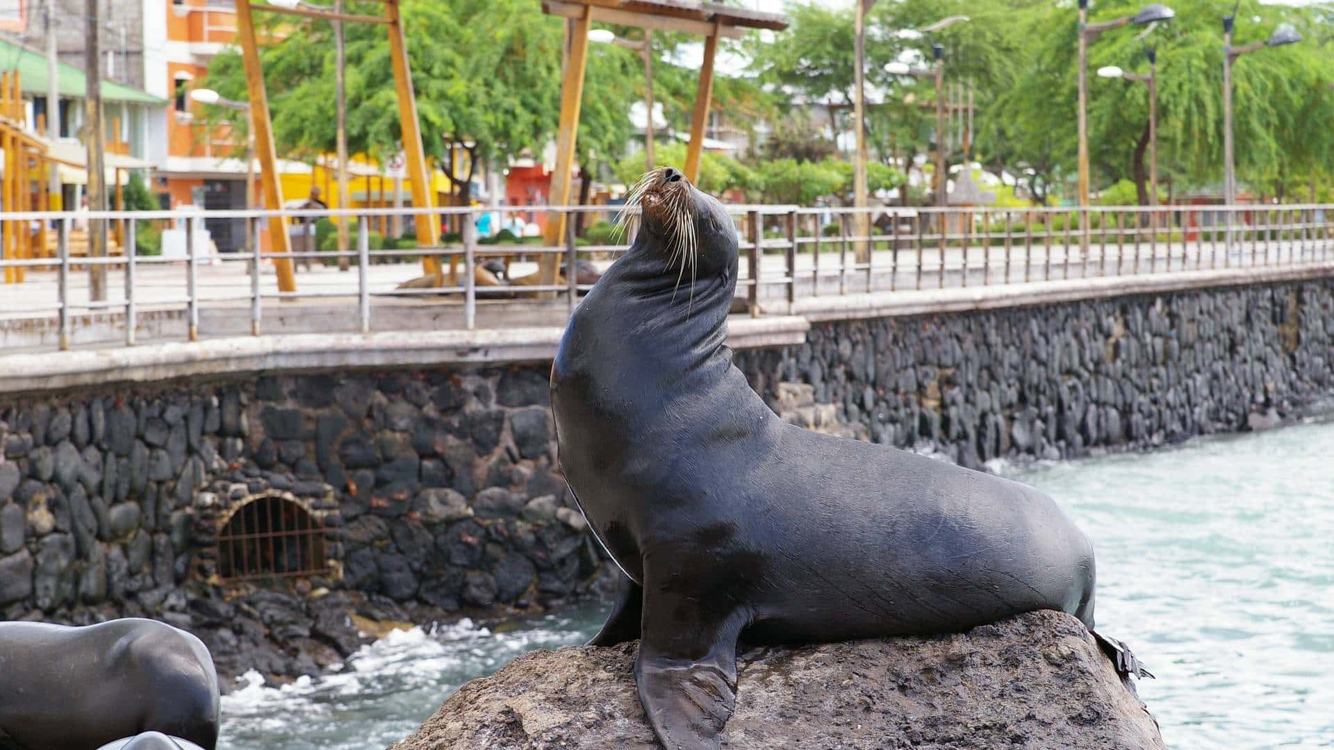 Galapagos Cruises