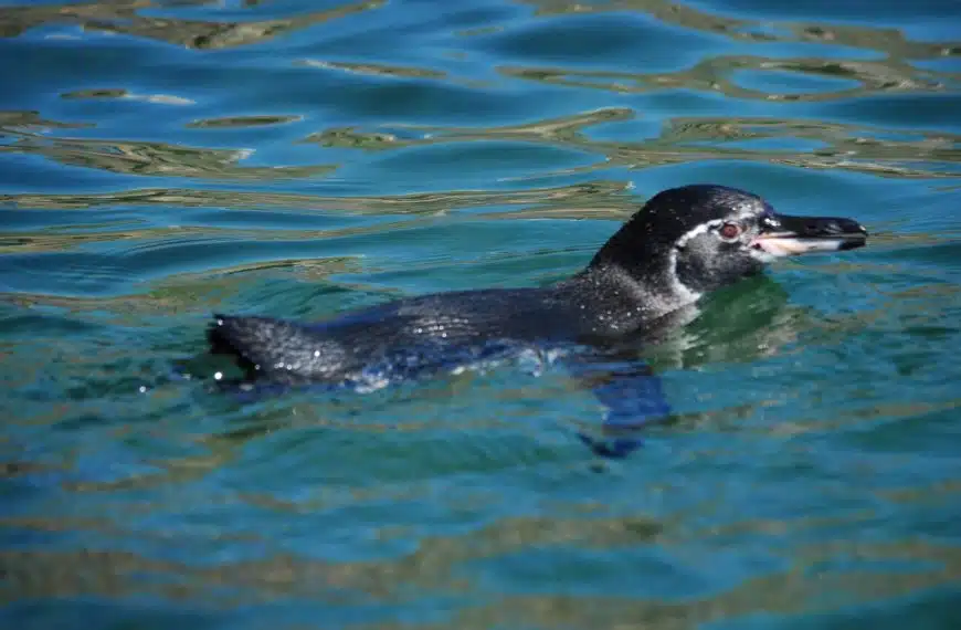 Swimming With Sea Lions, Penguins & Turtles: What to Expect