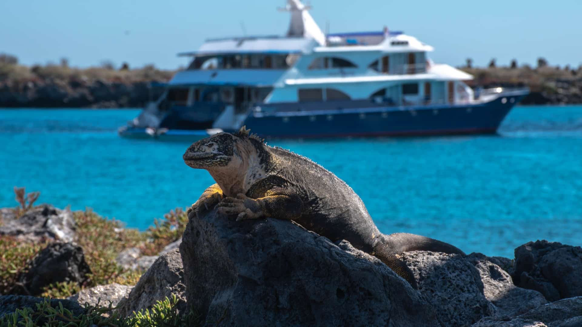 land iguana and catamaran