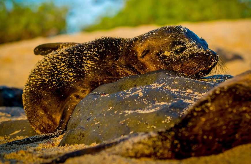Galapagos Islands February Trips